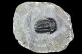 Finely Detailed Gerastos Trilobite Fossil - Morocco #107011-1